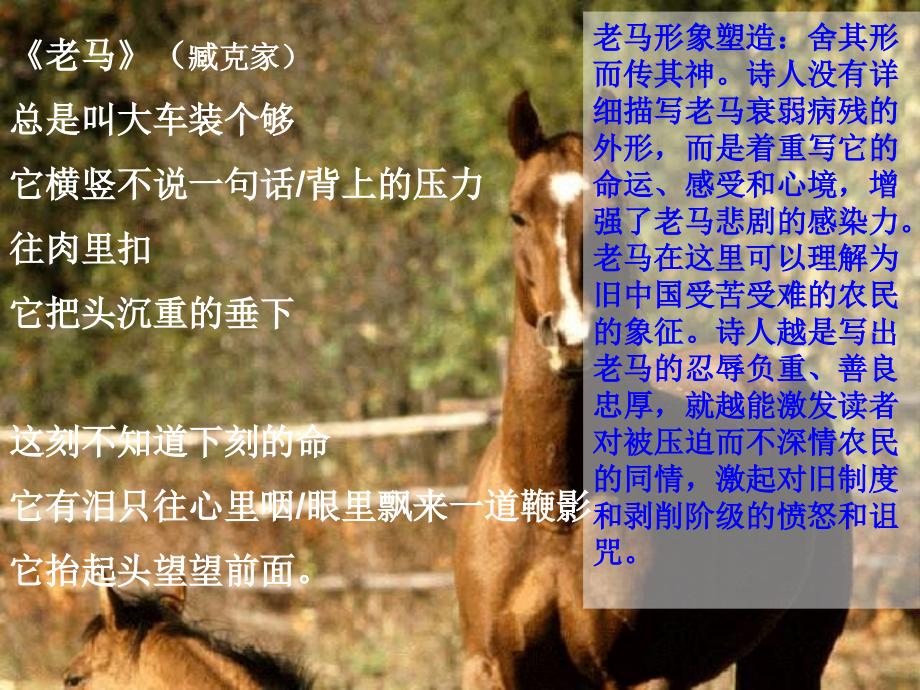 人教新课标版初中七下《马》课件.ppt_第1页