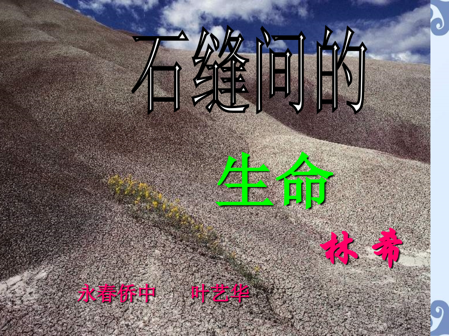 石缝间的生命ppt.ppt_第1页