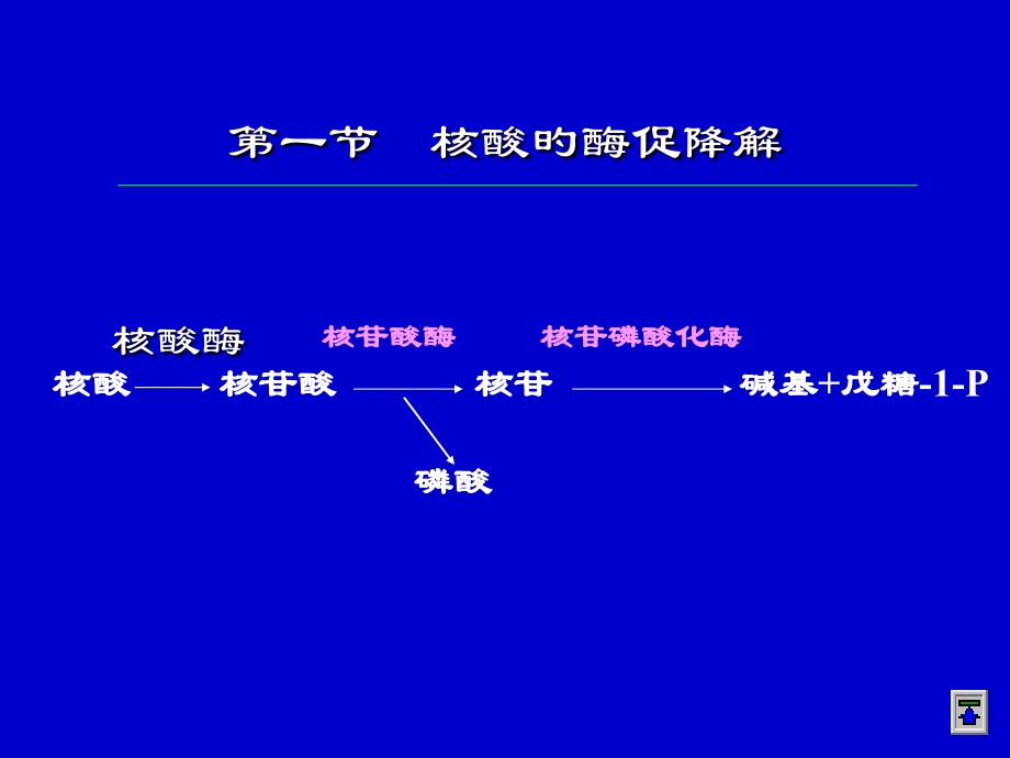 核苷酸代谢专项知识.ppt_第2页