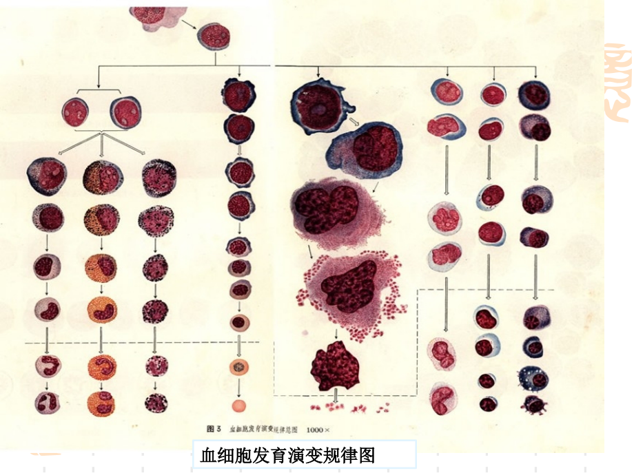 正常血细胞形态学实验专家讲座.ppt_第2页