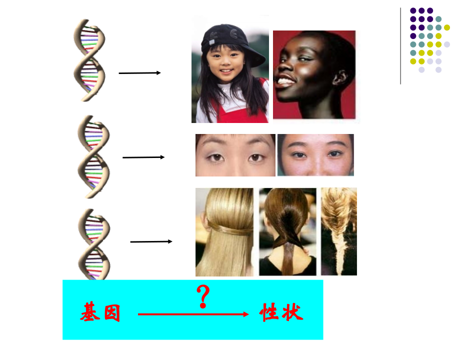 基因蛋白质与性状的关系.ppt_第1页