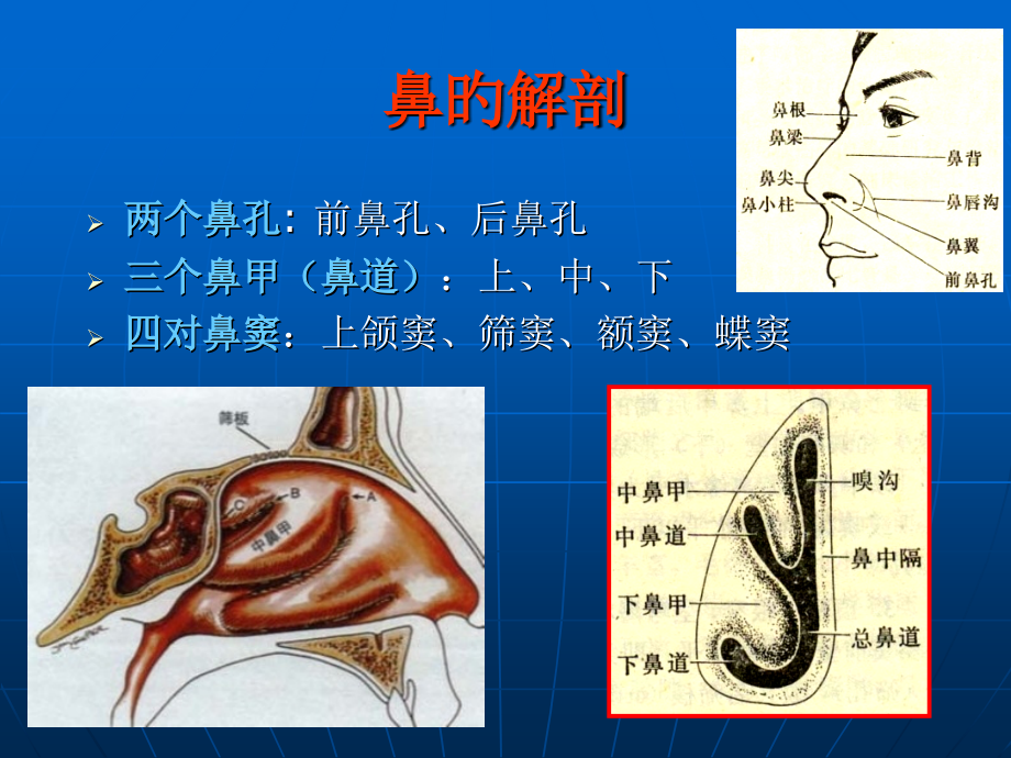 鼻窦炎专业知识讲座.ppt_第2页