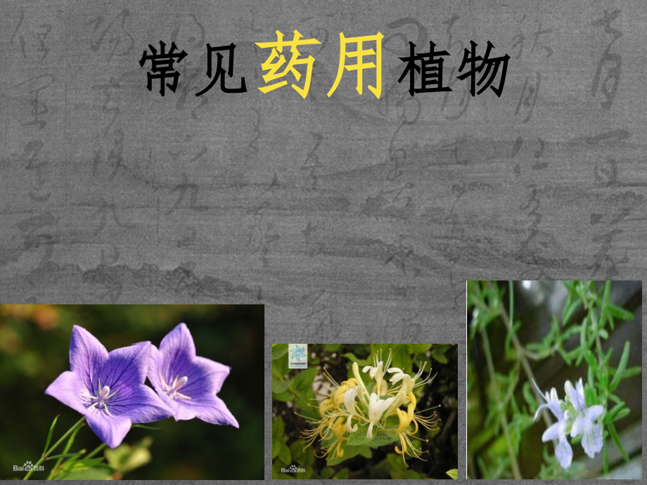 十种药用植物简介.pptx_第1页