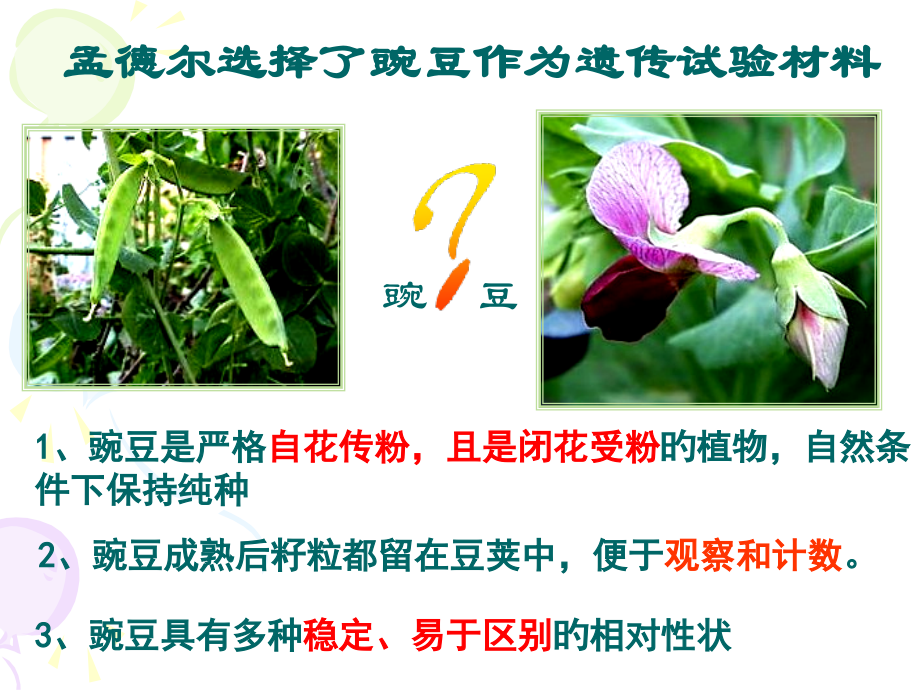 高一生物基因分离定律.pptx_第2页