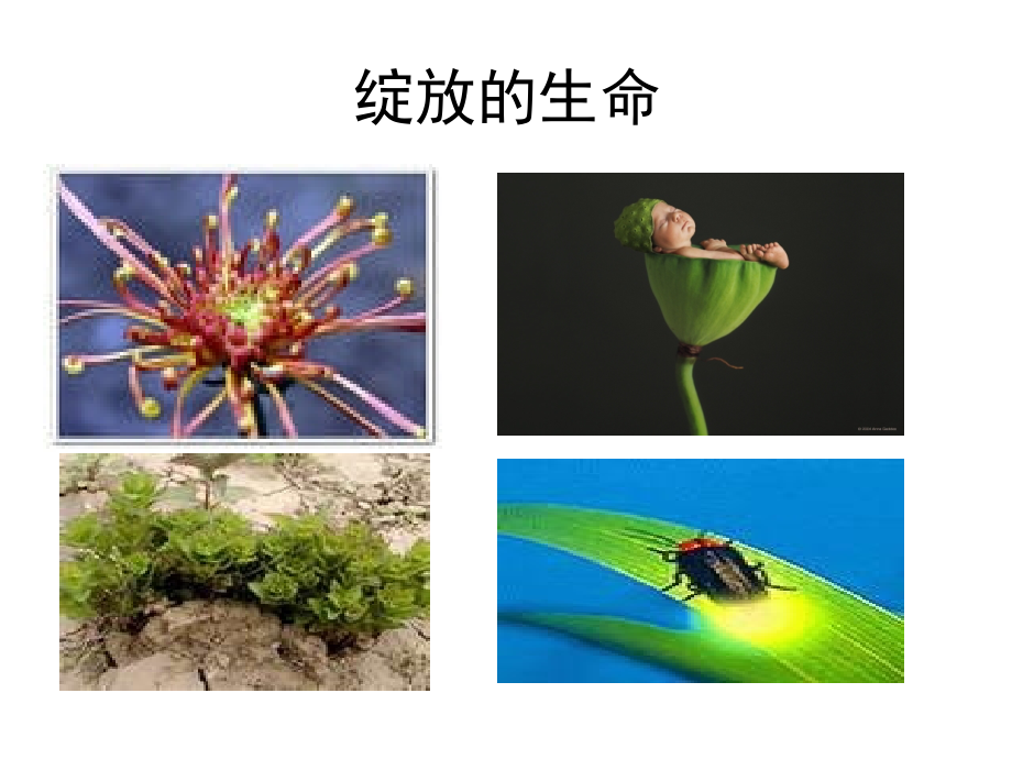 《蝉、贝壳》课件2.ppt_第2页