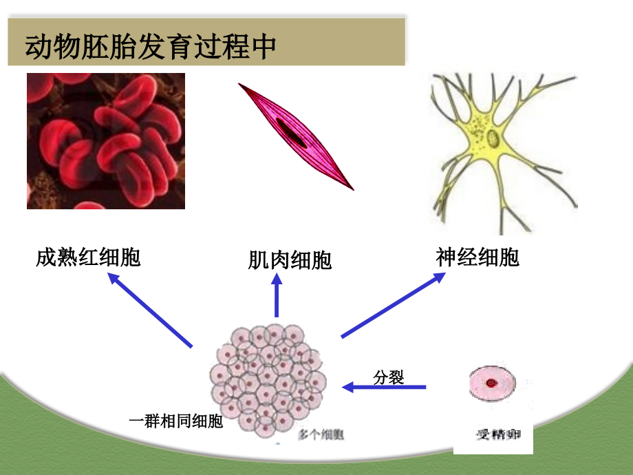 细胞的分化专业知识讲座.pptx_第2页