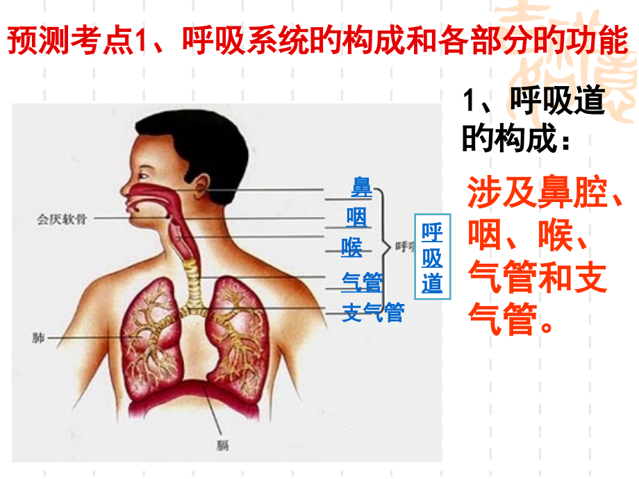 健肺强肾精力充沛.ppt_第2页