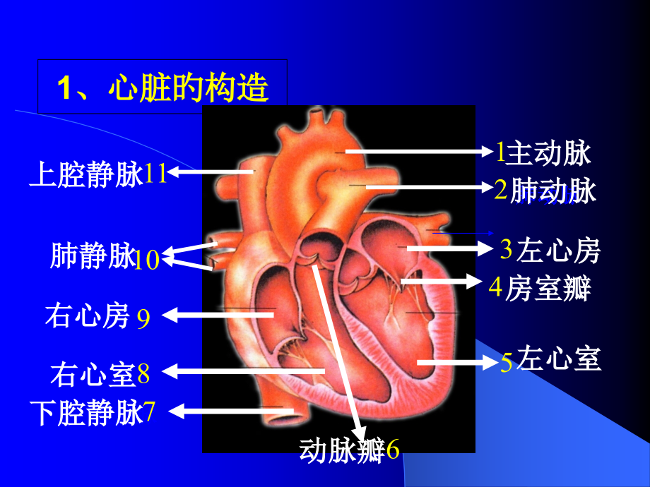肺栓塞的治疗和护理.ppt_第2页