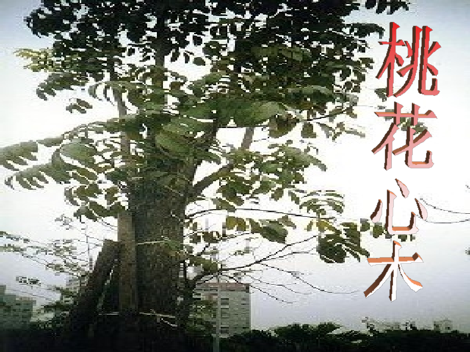 六年级《桃花心木》课件.ppt_第1页