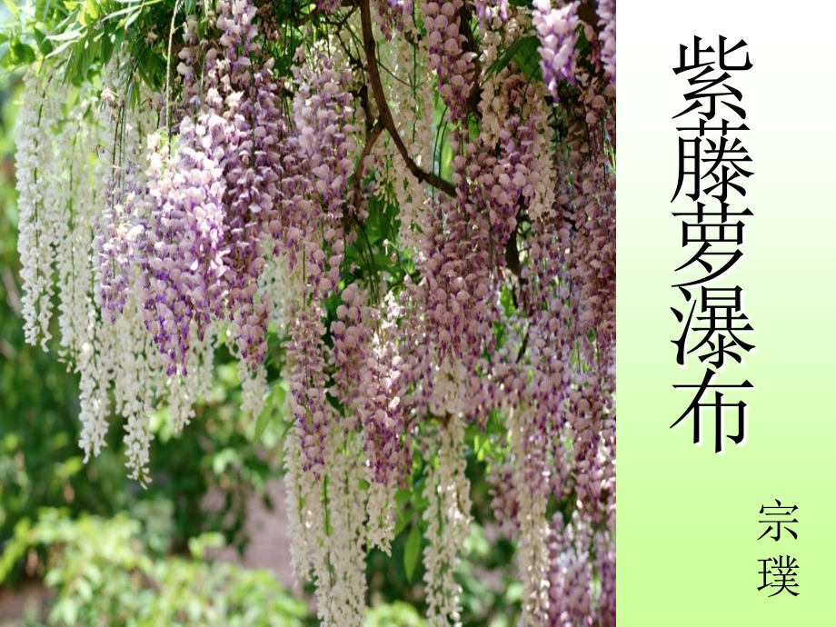 《紫藤萝瀑布》课件12.ppt_第2页