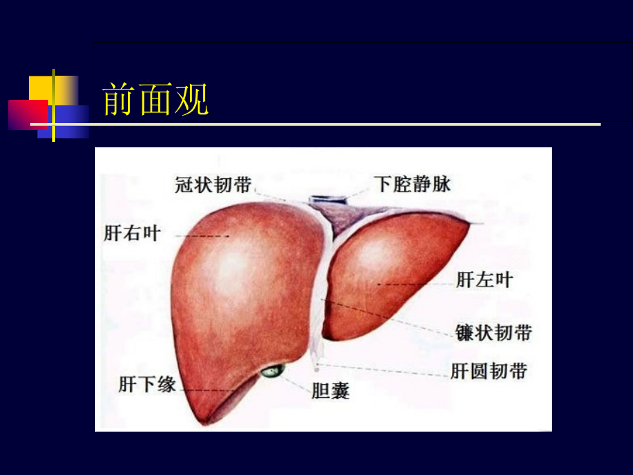 肝脏的超声诊断模板.ppt_第2页
