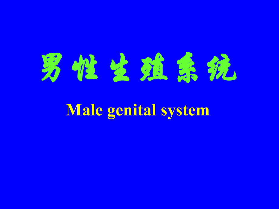 男性生殖系统医学知识宣教.pptx_第1页