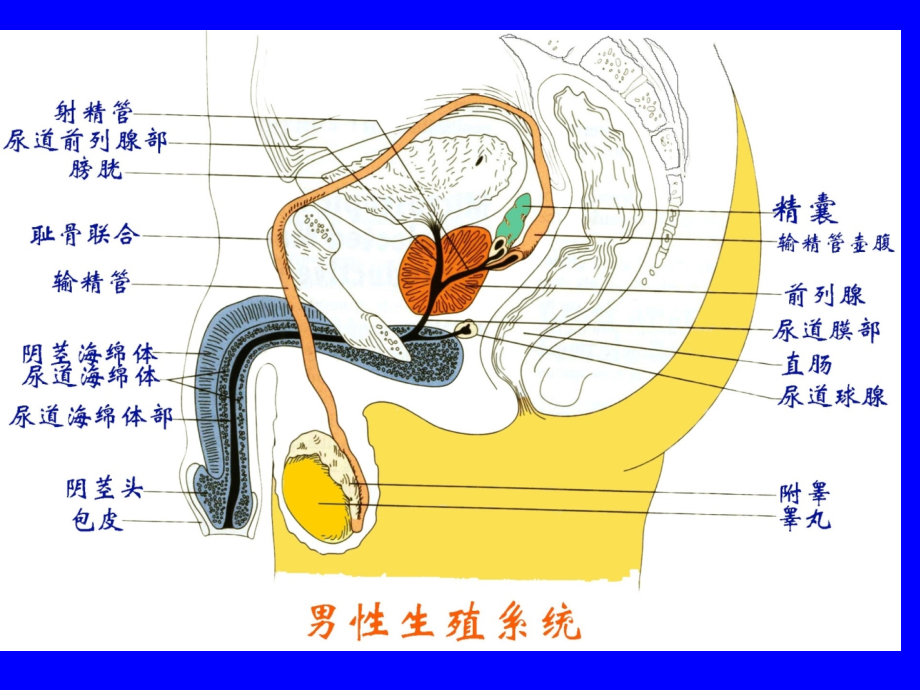男性生殖系统医学知识宣教.pptx_第2页