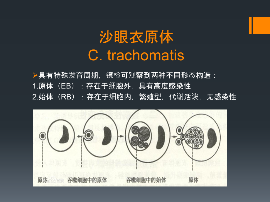 沙眼衣原体检测新进展.ppt_第2页