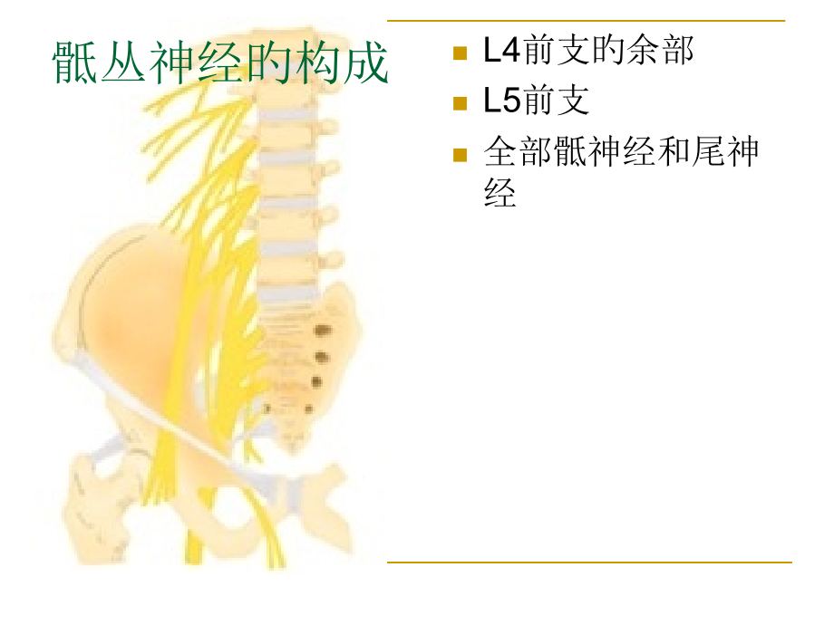 骶丛神经医疗.pptx_第1页