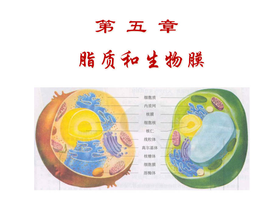 生物化学.pptx_第1页