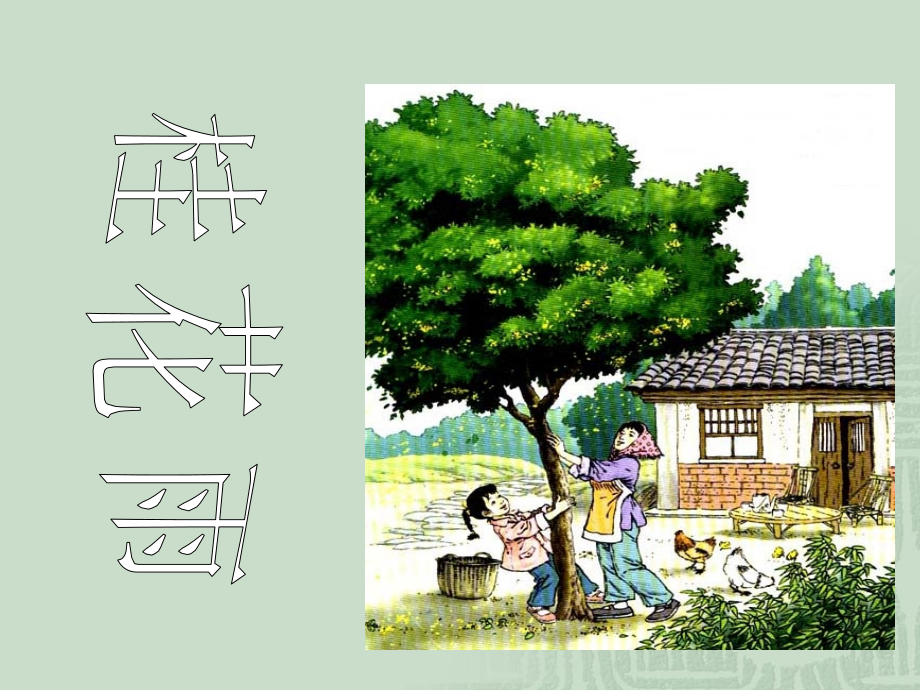 桂花雨改好.ppt_第2页