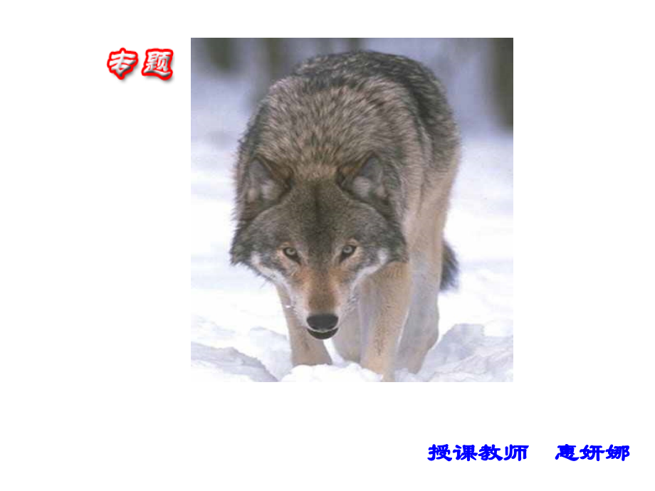 母狼的智慧.ppt_第1页