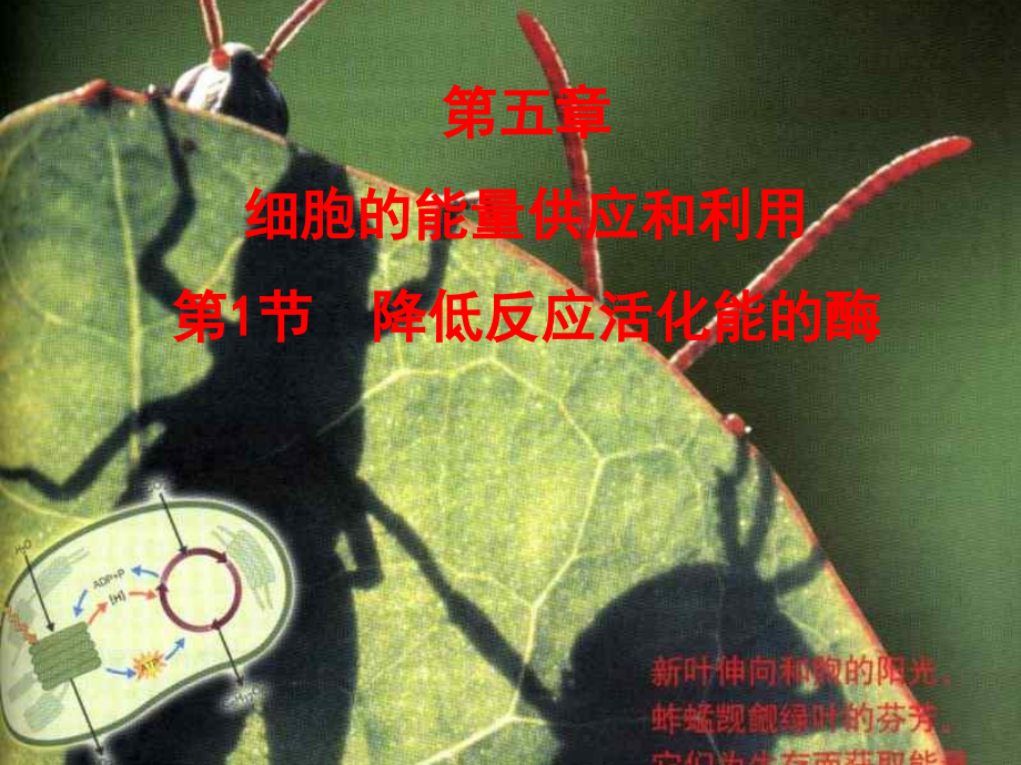 酶的作用和本质-(上).ppt_第1页