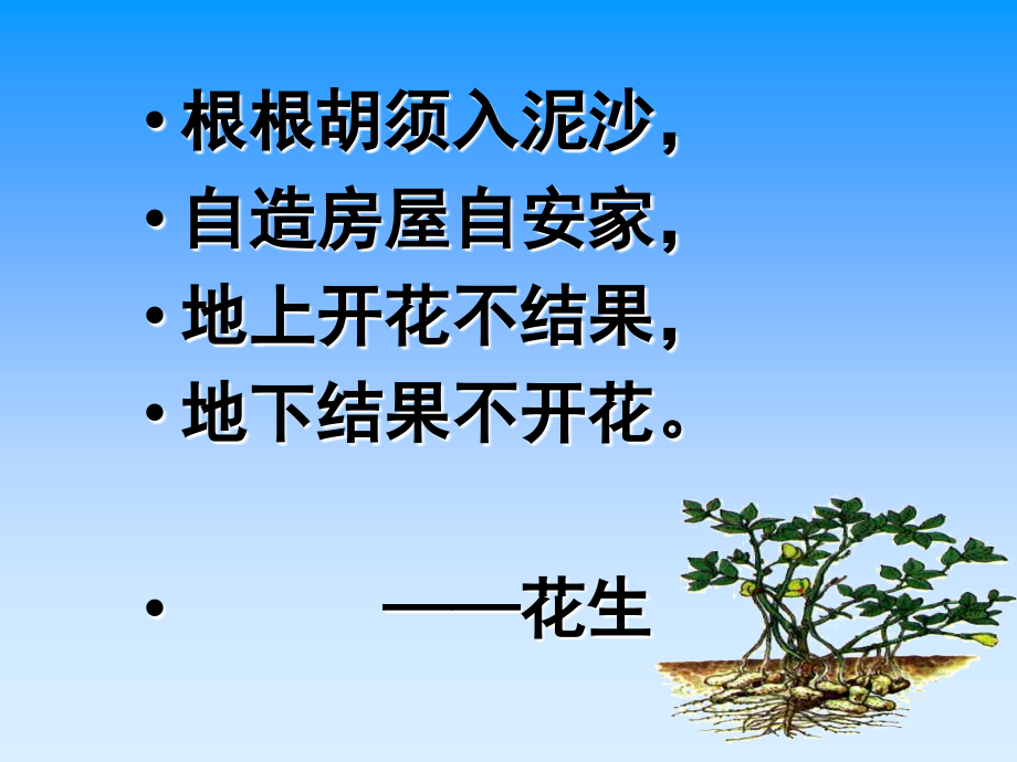 五语上落花生（课件）.ppt_第1页