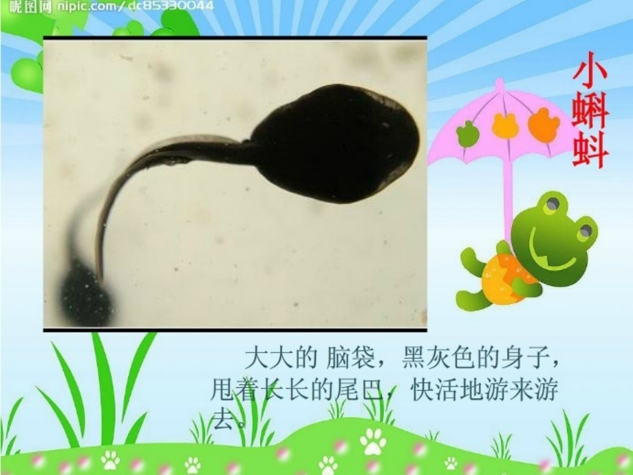 科学活动它是谁的宝宝.ppt_第1页