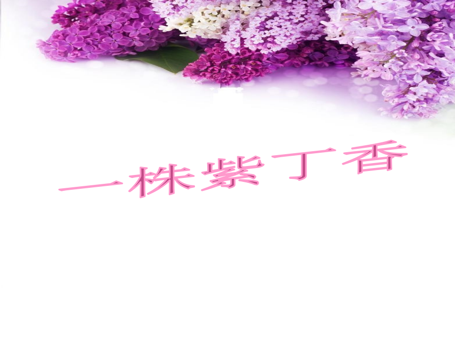 二年级上册《一株紫丁香》.ppt_第1页