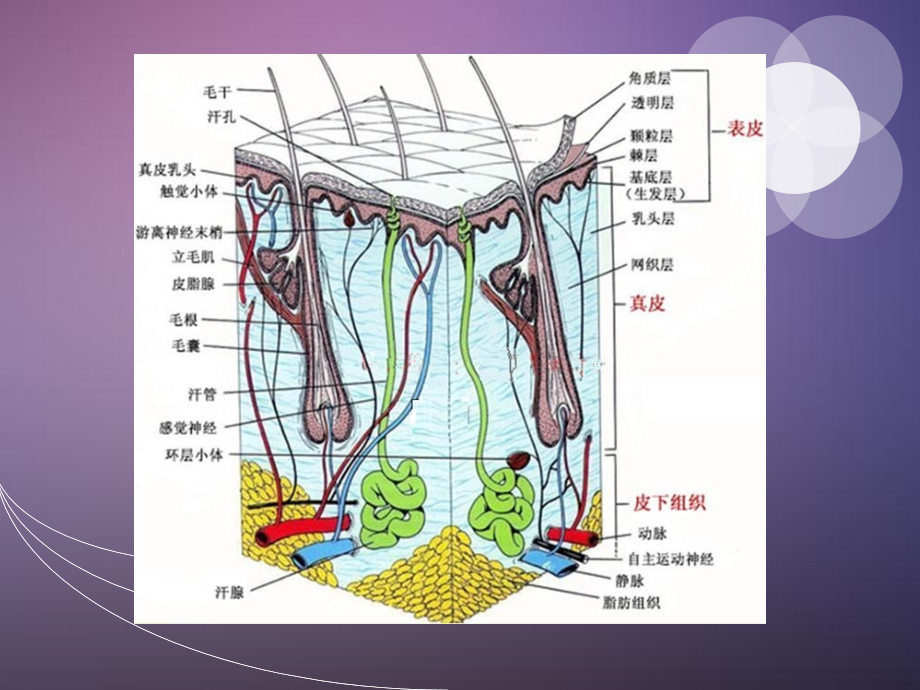 烟台洛神整形美容皮肤基础知识.ppt_第2页