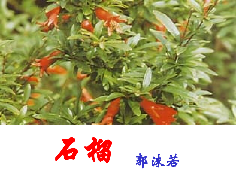 郭沫若《石榴》.ppt_第2页