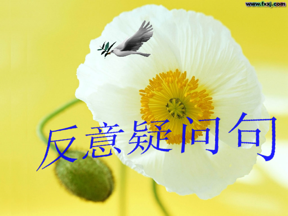 初中英语反义疑问句归纳与练习.pptx_第1页
