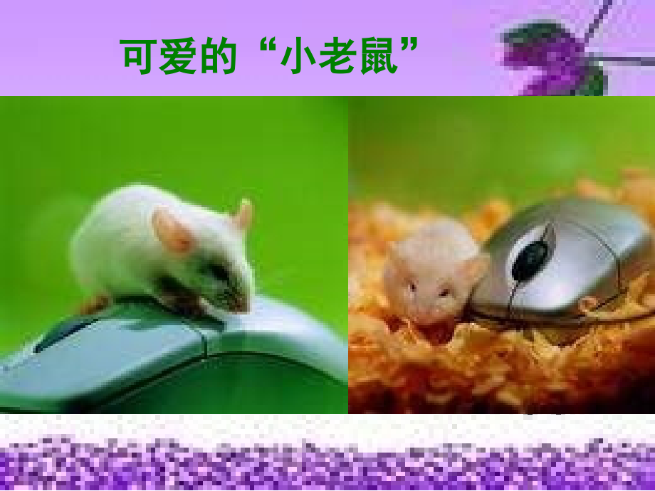可爱的小老鼠.ppt_第1页