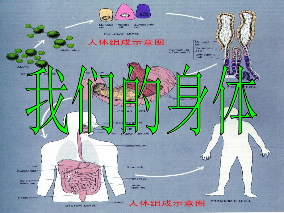 我们的身体[1].ppt_第1页