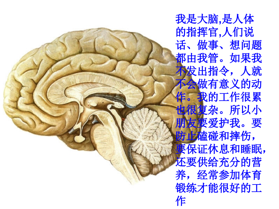 我们的身体[1].ppt_第2页