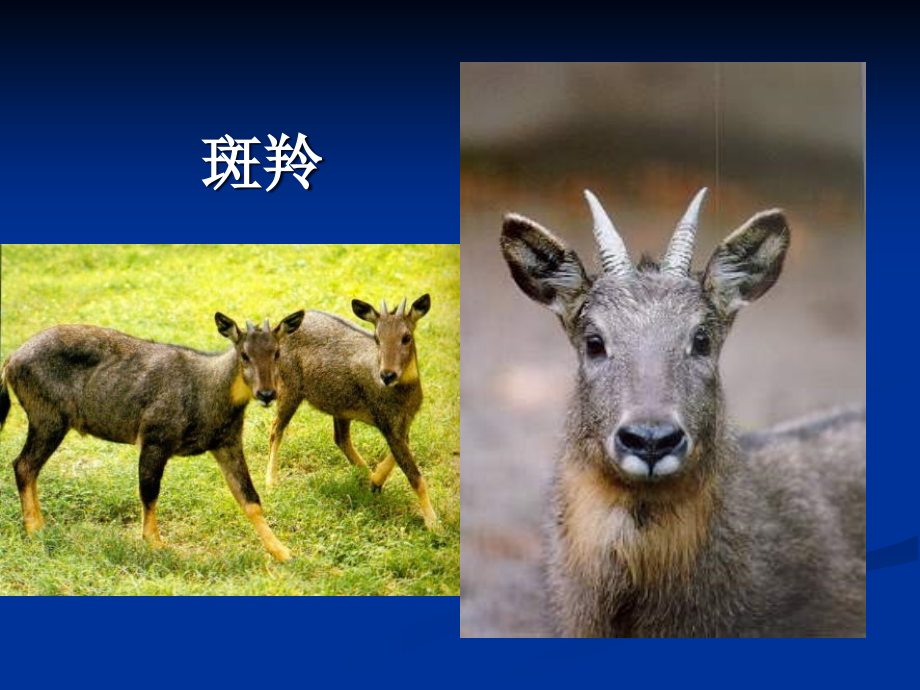 《斑羚飞渡》公开课课件2.ppt_第2页