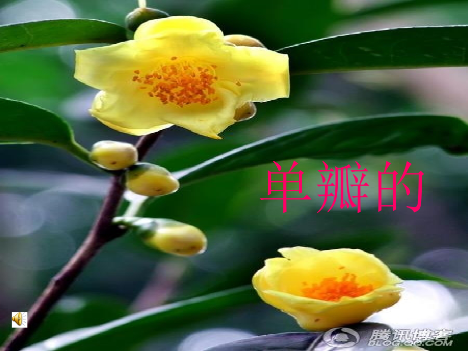 山茶花PPT.ppt_第1页