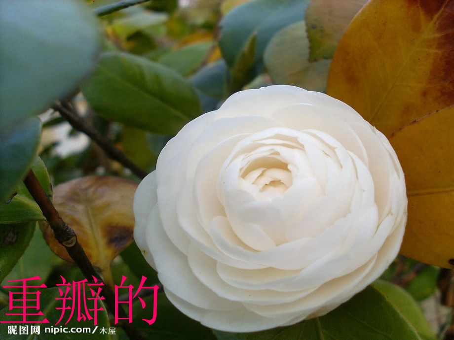 山茶花PPT.ppt_第2页
