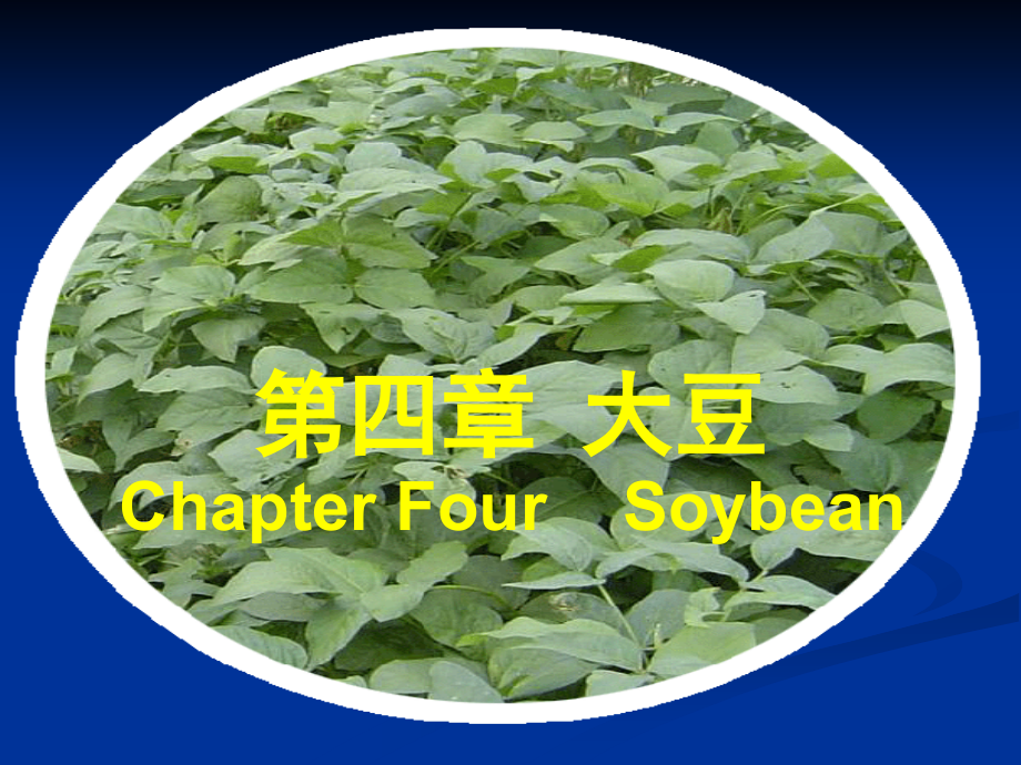 大豆栽培新版.pptx_第1页