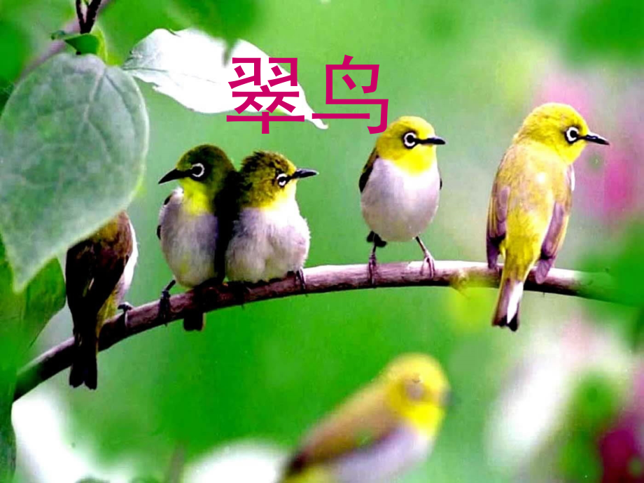人教版三年级下册《翠鸟》课件.ppt_第1页