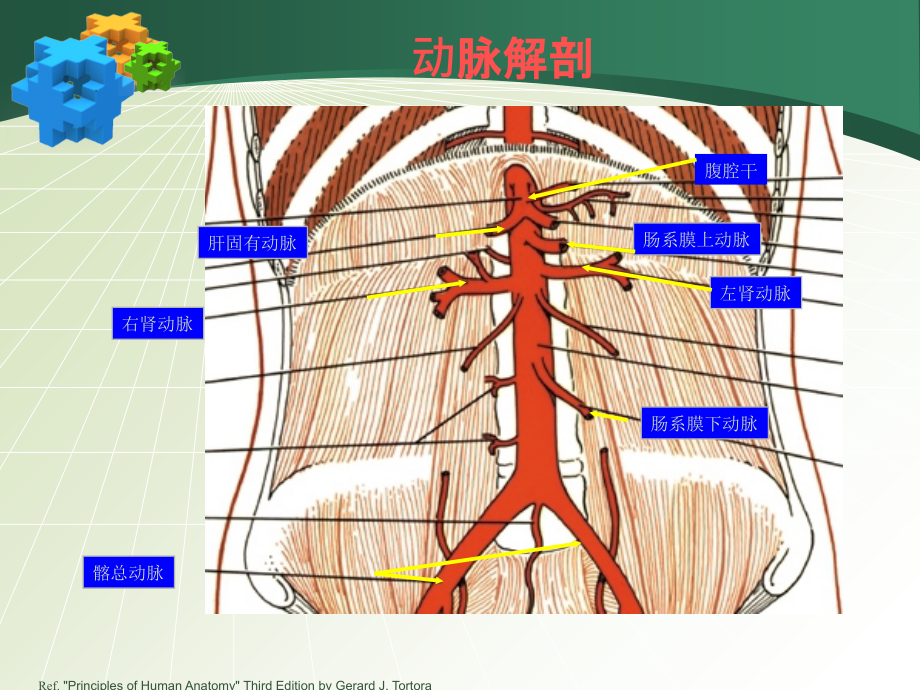 腹主动脉瘤专题知识讲座.ppt_第2页