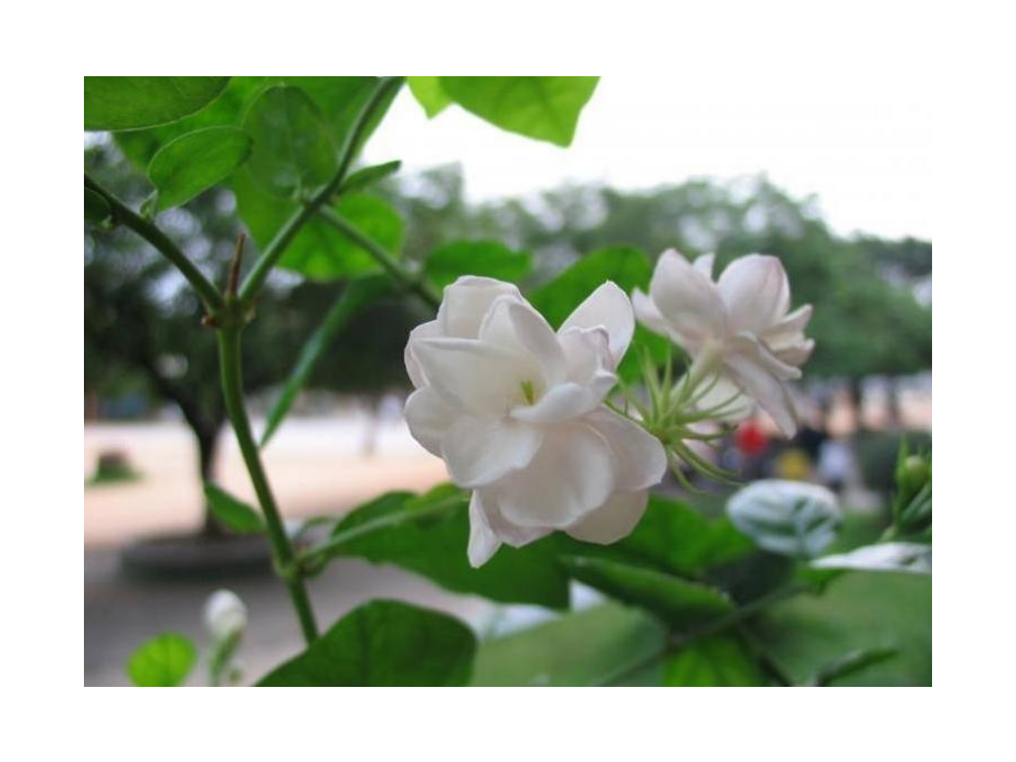 实验课分子原子.ppt_第2页