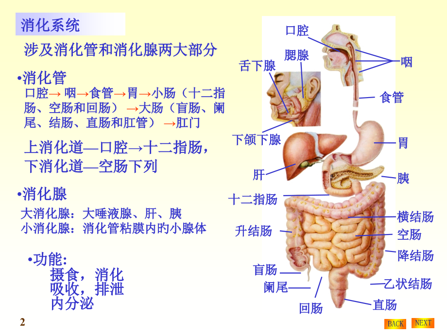消化系统结构和功能.pptx_第2页