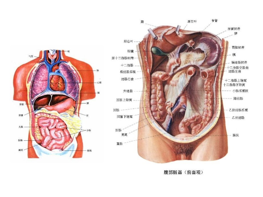保护我们的肝脏浅谈病毒性肝炎的预防和治疗.ppt_第2页