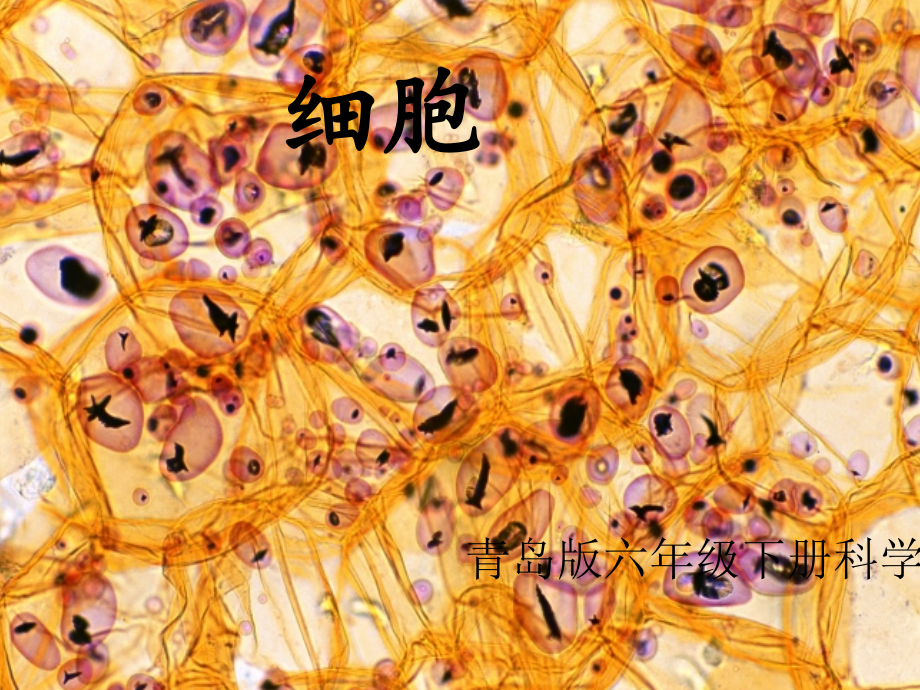 青岛版小学六年级下册科学《细胞》课件.ppt_第1页