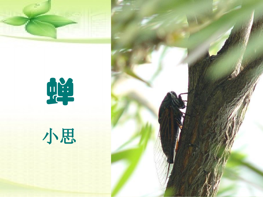 《蝉》《贝壳》课件.ppt_第2页