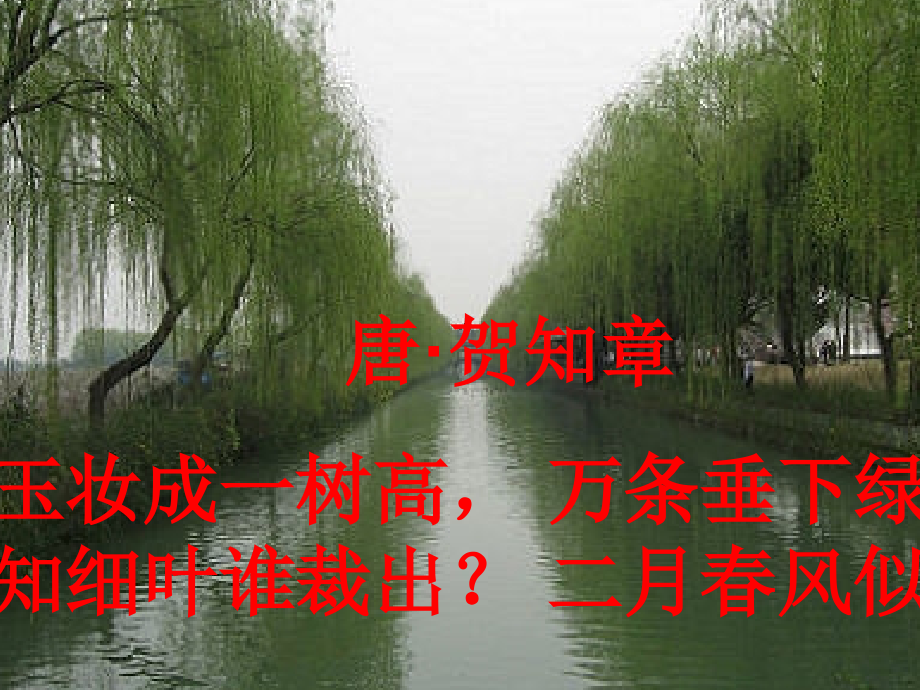 青海高原一株柳-演示文稿.ppt_第2页