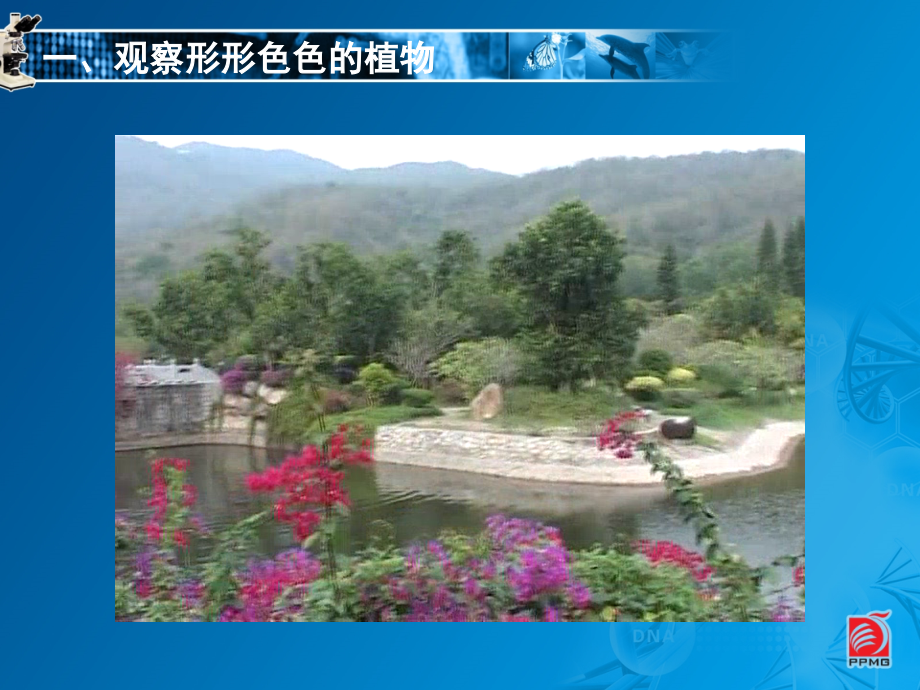 地面上的植物-教学课件.ppt_第2页