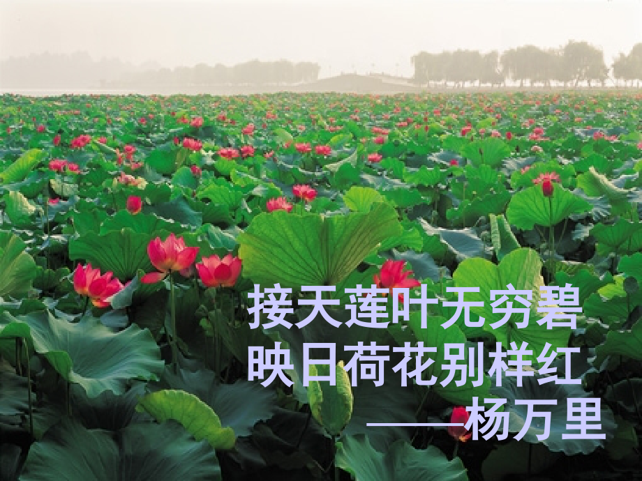 中学语文课件.ppt_第2页