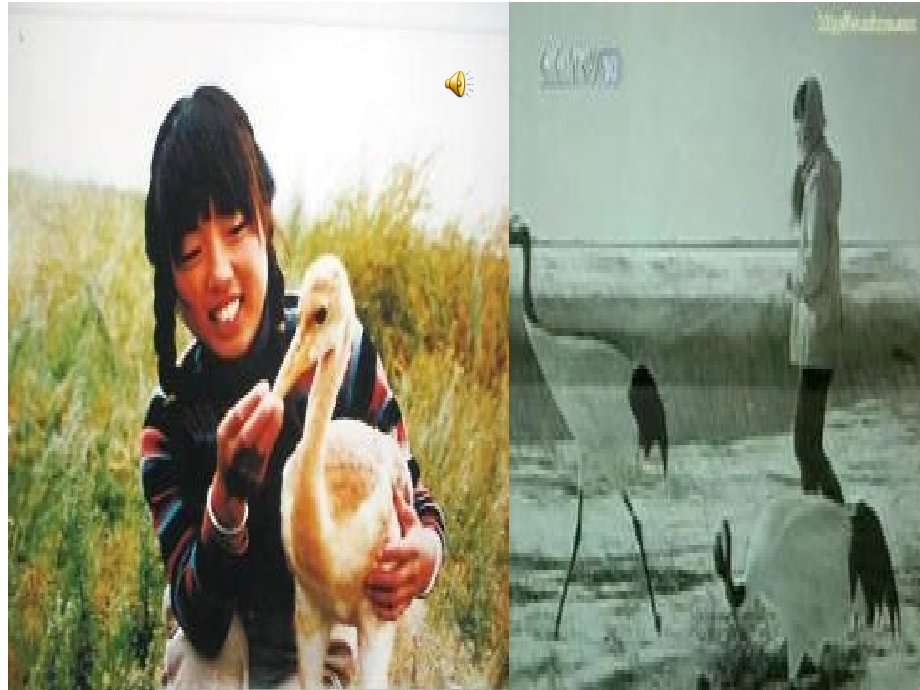 推荐阅读沈石溪的小说.ppt_第2页
