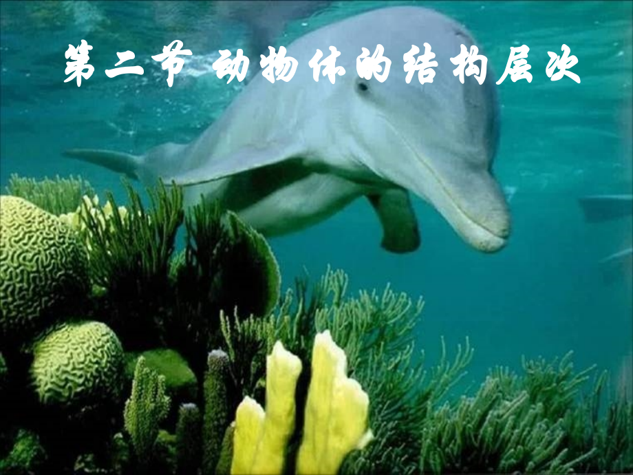 动物的层次结构.ppt_第1页