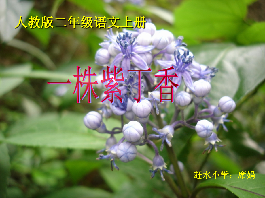 《一株紫丁香》PPT课件).ppt_第1页