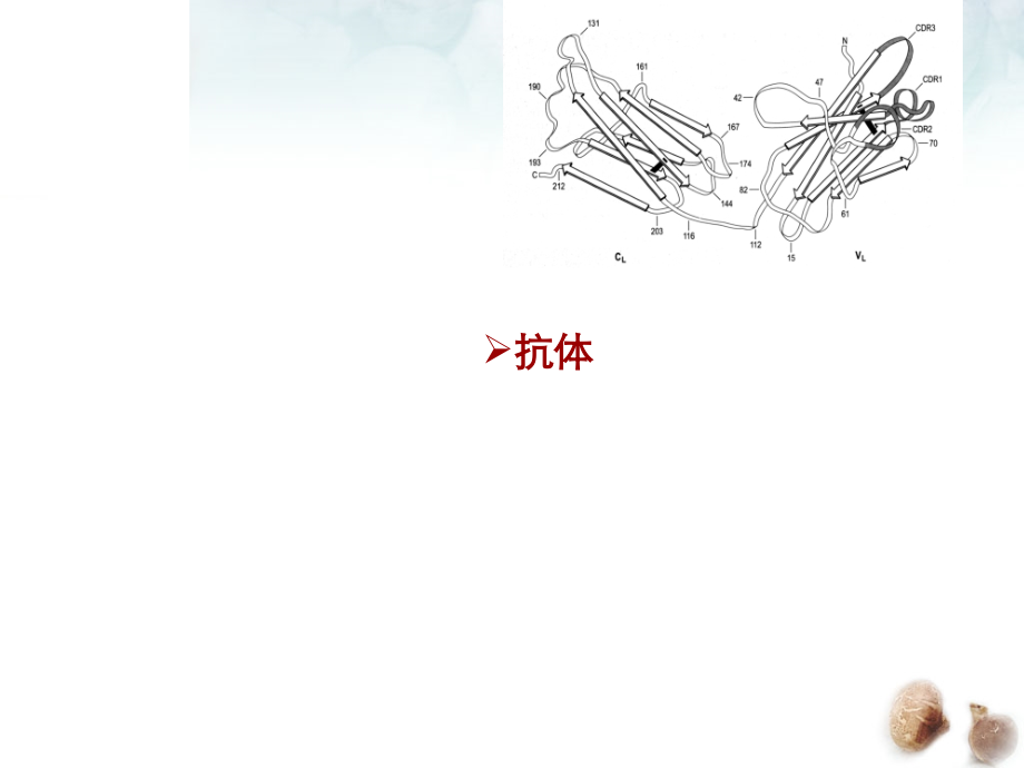 抗体专业知识讲座.pptx_第1页